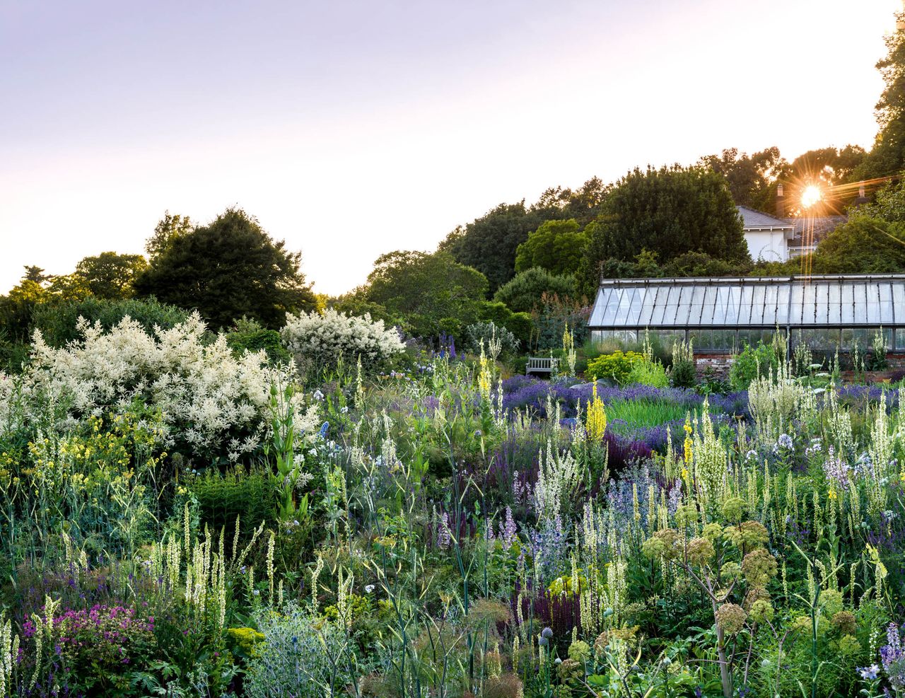 Verbascums reach for the sky — The garden at Serge Hill, home of Kate Stuart-Smith. ©Jason Ingram