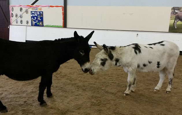 Charlie C and Bert