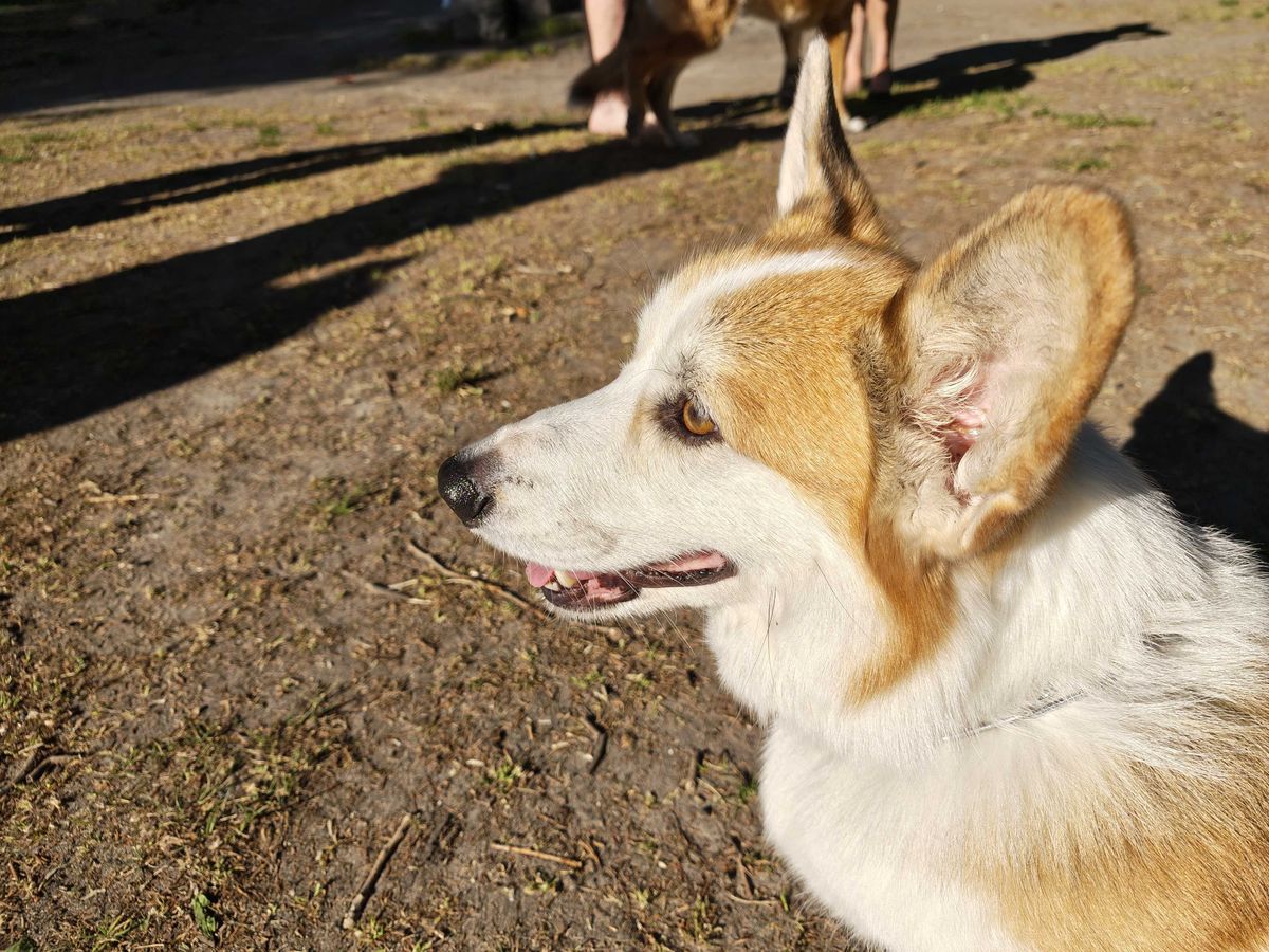 A dog