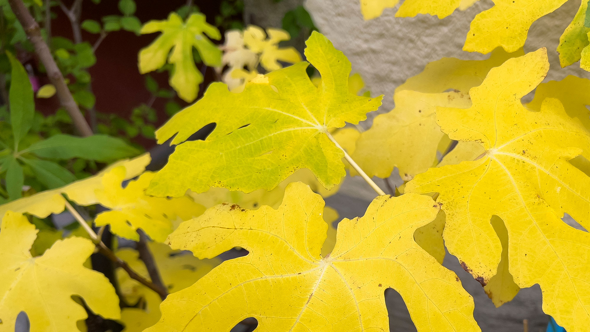 yellow leaves on fig tree