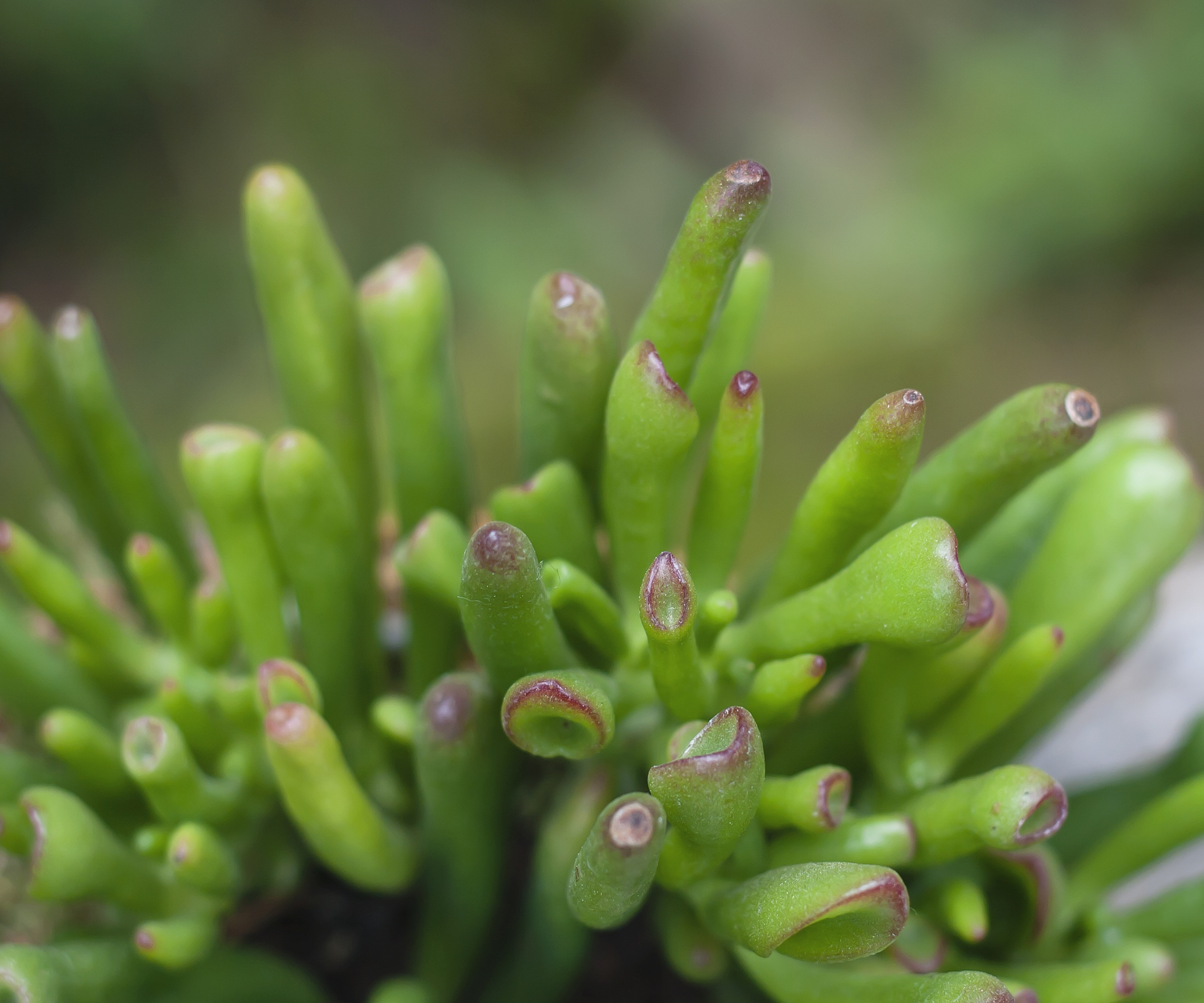 Crassula ovata 'Gollum'