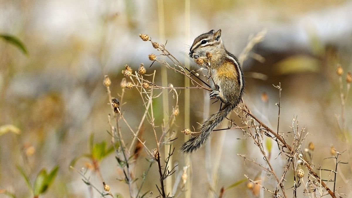 How To Get Rid Of Chipmunks In Your Yard 8 Humane Methods   HiSj7k8QohAjKeLyrErwN9 1200 80 