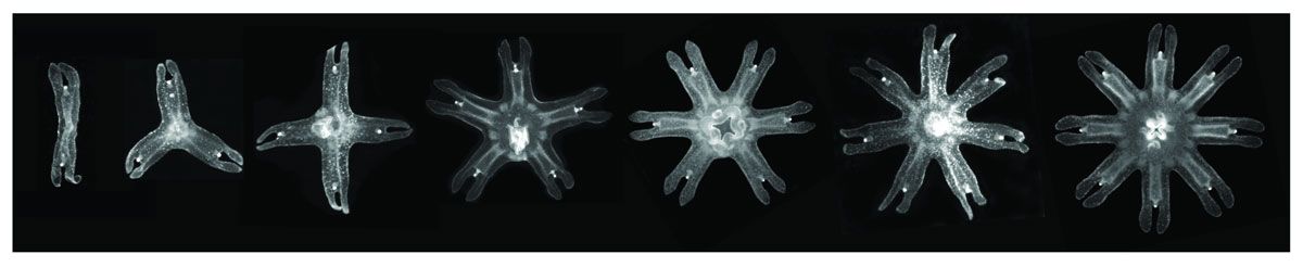 Juvenile moon jellyfish stay symmetrical no matter how many limbs they lose, new research finds. 