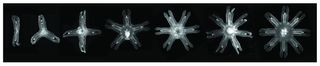 Juvenile moon jellyfish stay symmetrical no matter how many limbs they lose, new research finds. 
