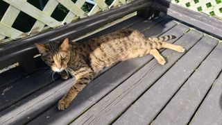 Savannah cat on the deck