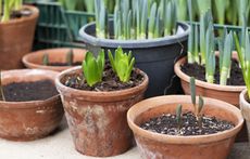 bulbs sprouting in terracotta pots