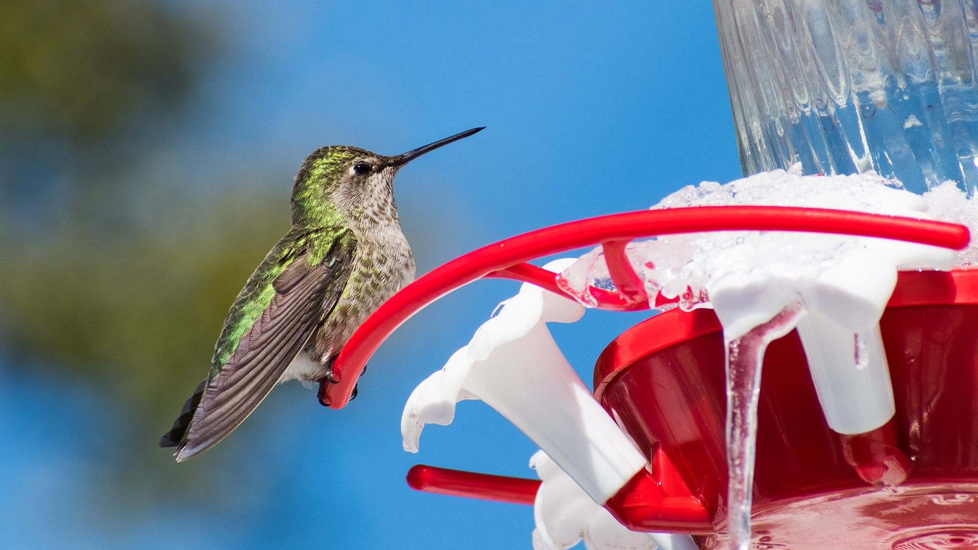 Hummingbird feeder in winter