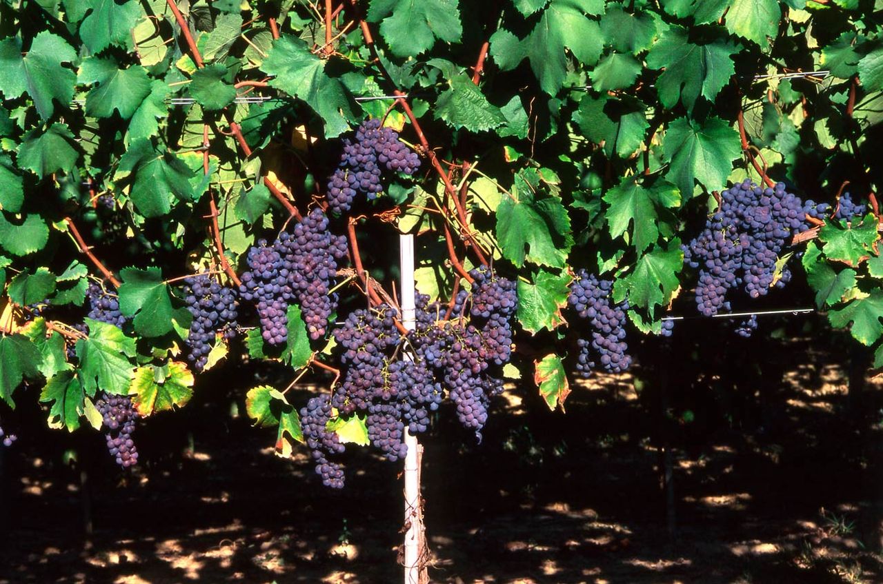 Pelaverga grape