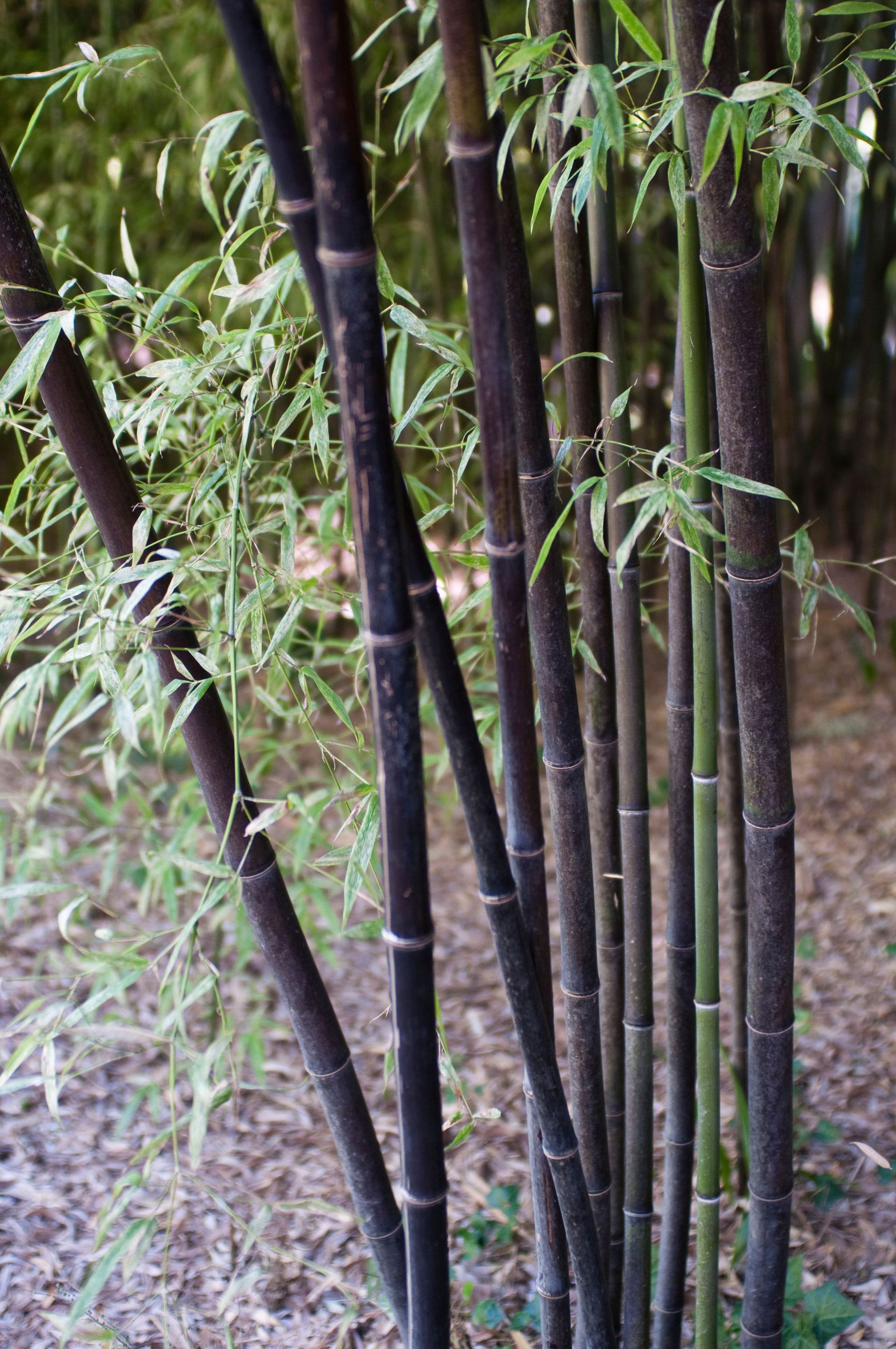 How to grow bamboo expert tips on adding natural screening to your