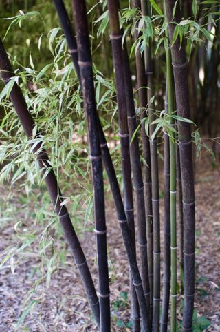 how to grow bamboo: Phyllostachys nigra
