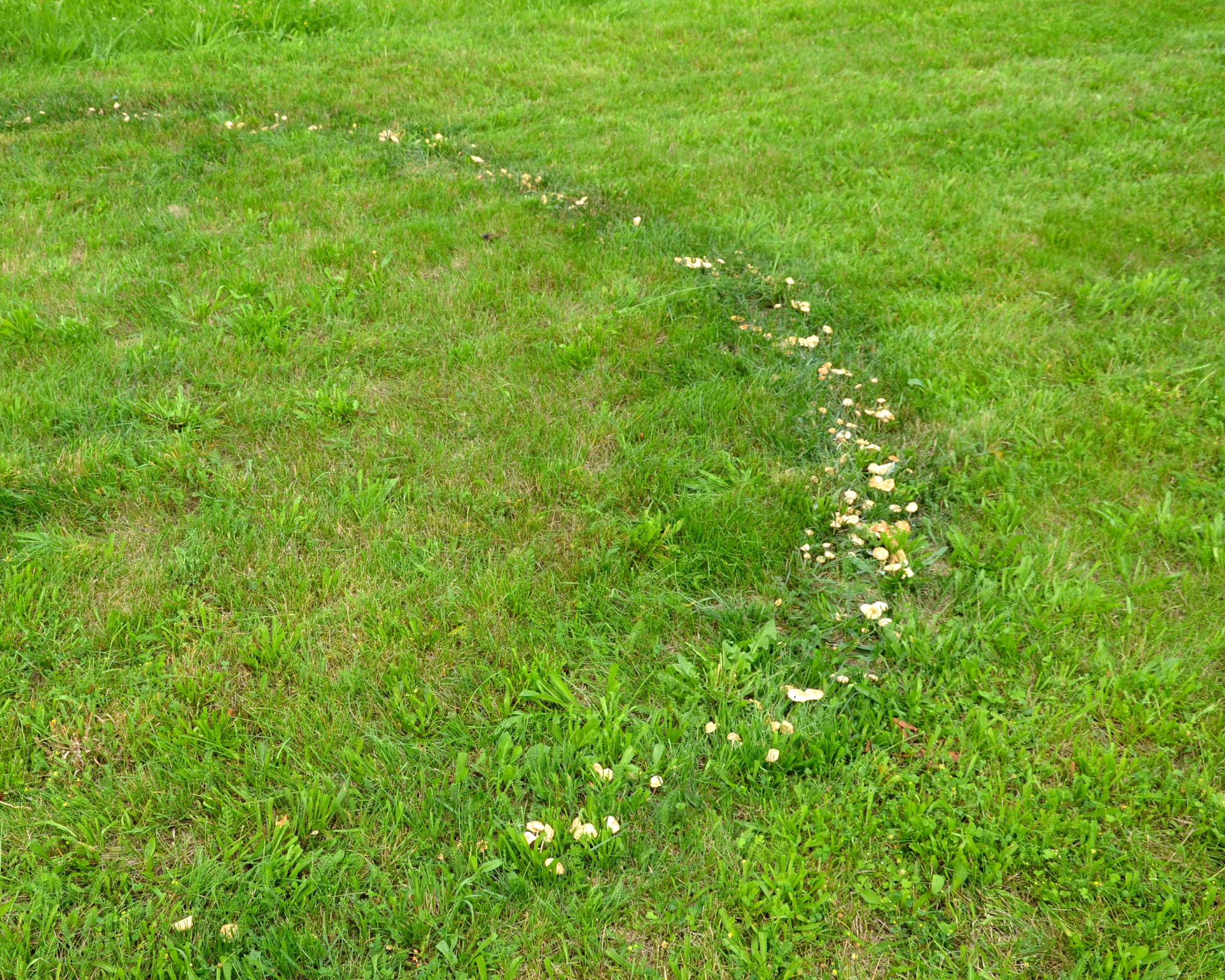 fairy ring in lawn