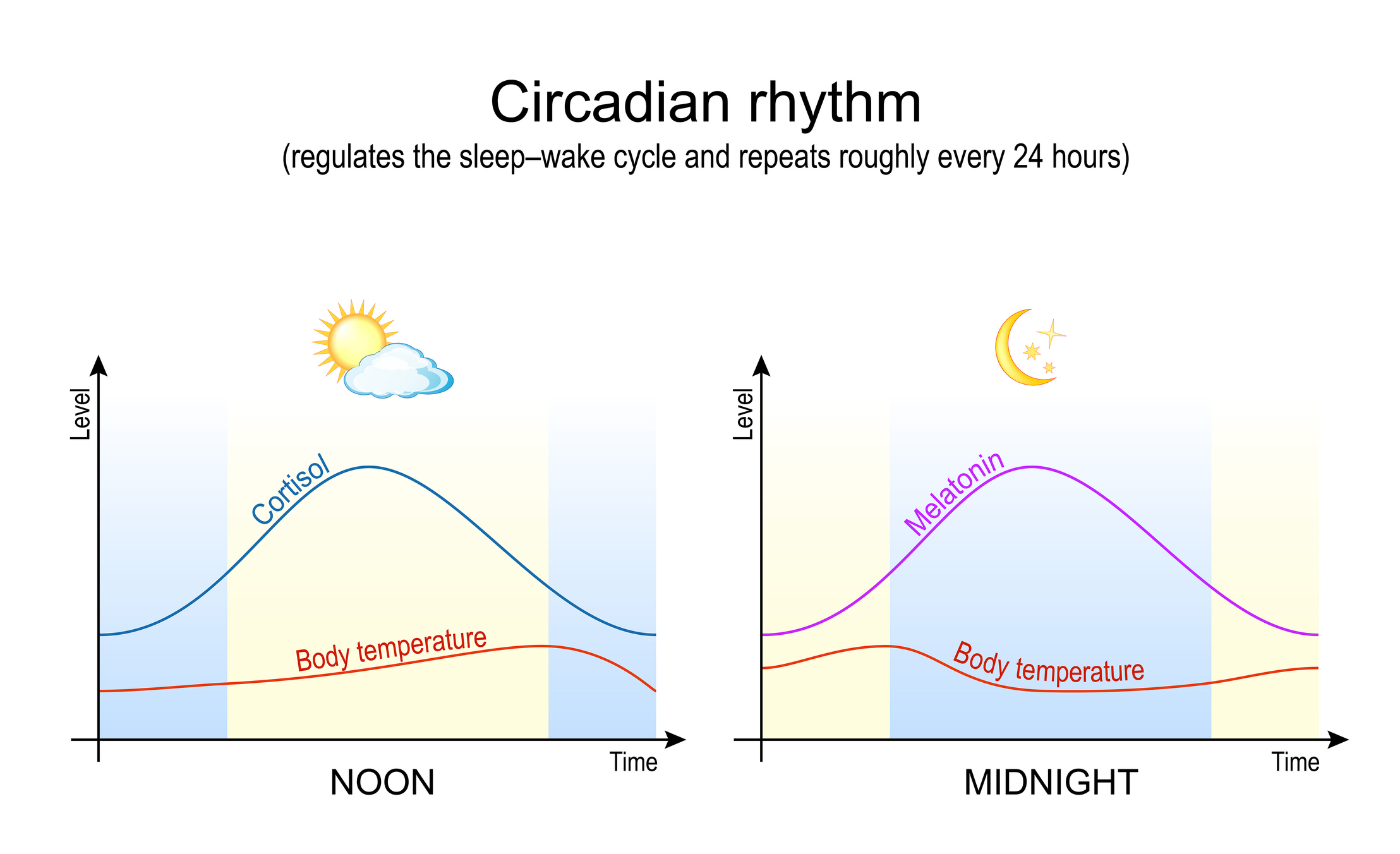 Image of a typical circadian flow and what affects it