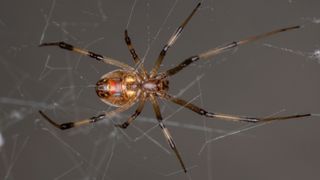 Brown widow spiders (Latrodectus geometricus) have caused population declines among several black widow species in the U.S.
