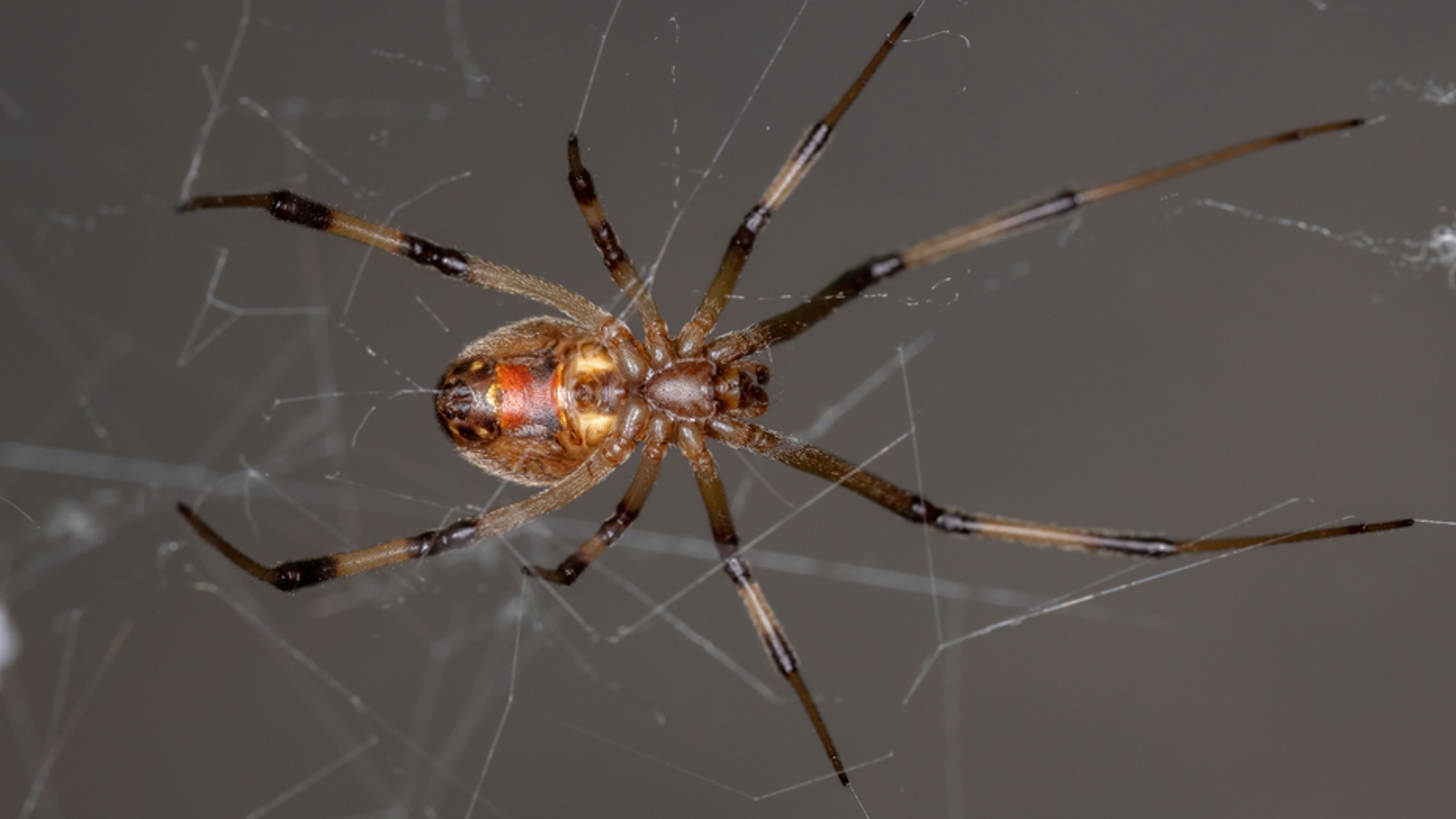 Black Widow Spiders Are Being Killed Off by Non-Native Brown