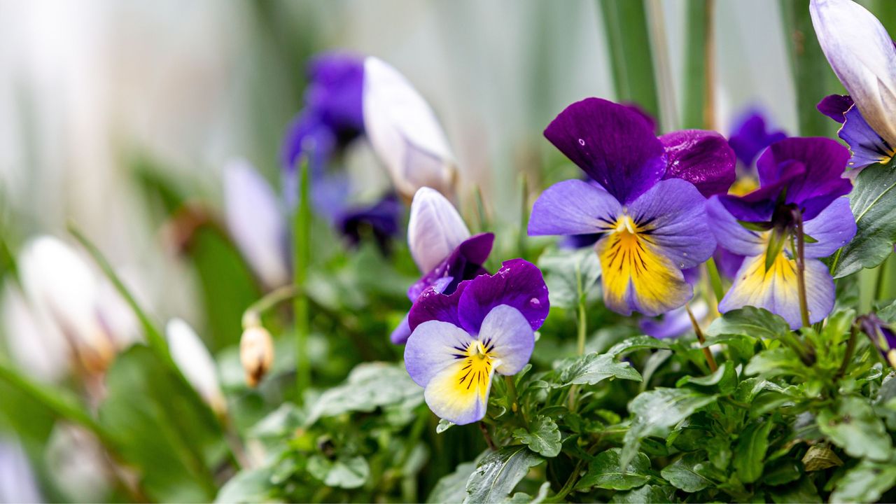 Winter pansies growing in a garden