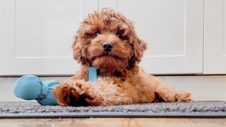 Puppy laying on the floor holding on to a puppy teething toy