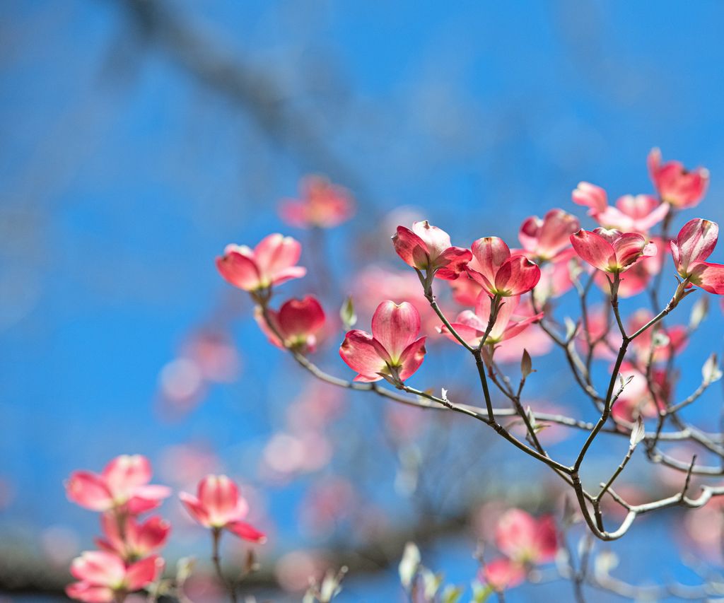 Growing flowering dogwood trees in pots: for spring blooms