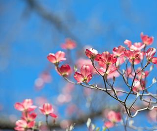 Dogwood in flower with pink blooms and blue sky beyond