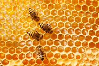 Close up of three honeybees crawling on a honeycomb. 