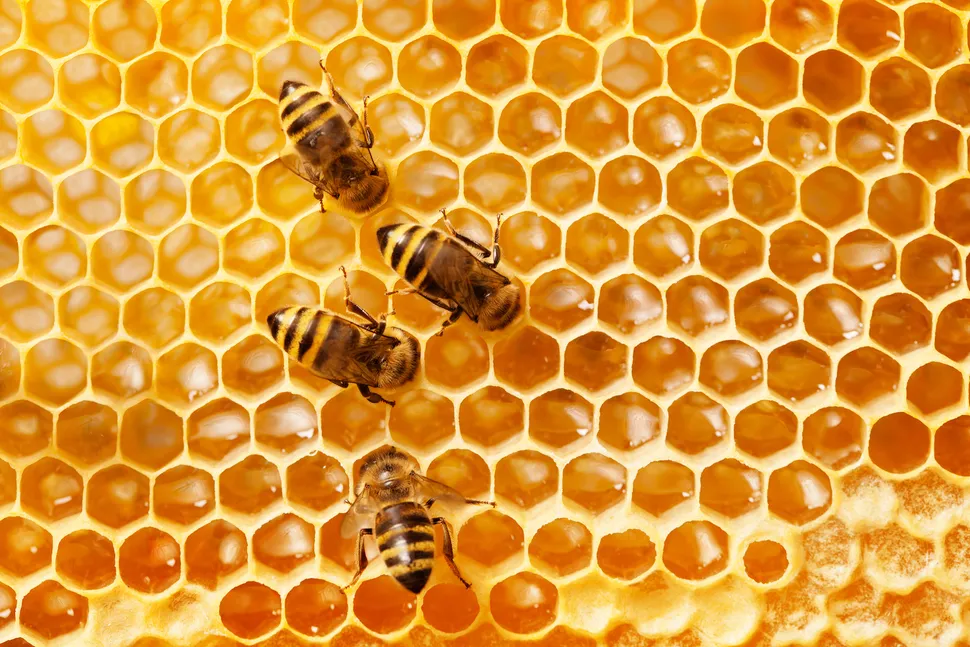 honey bees making honey on honeycombs