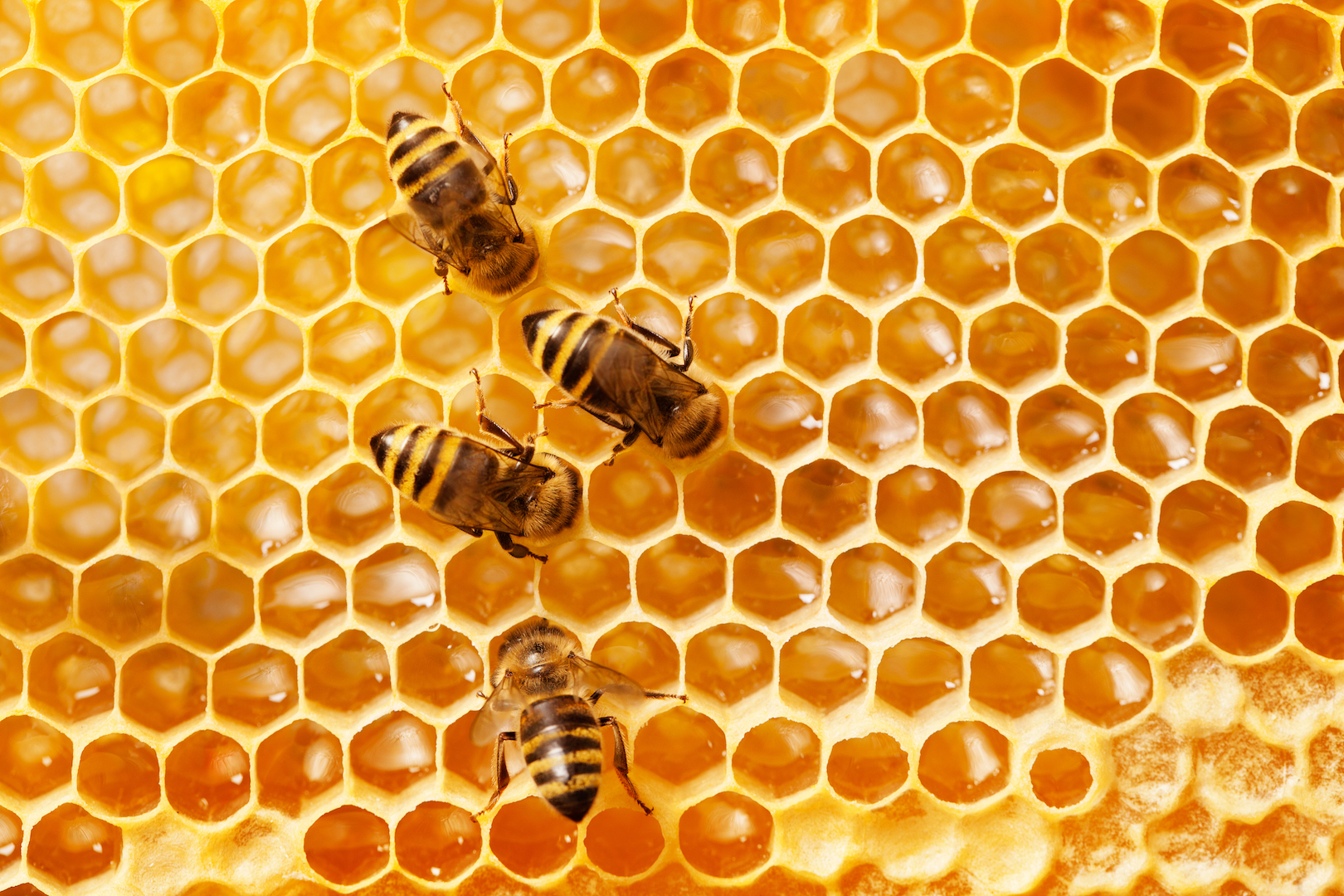 The most important Information and facts about bees 