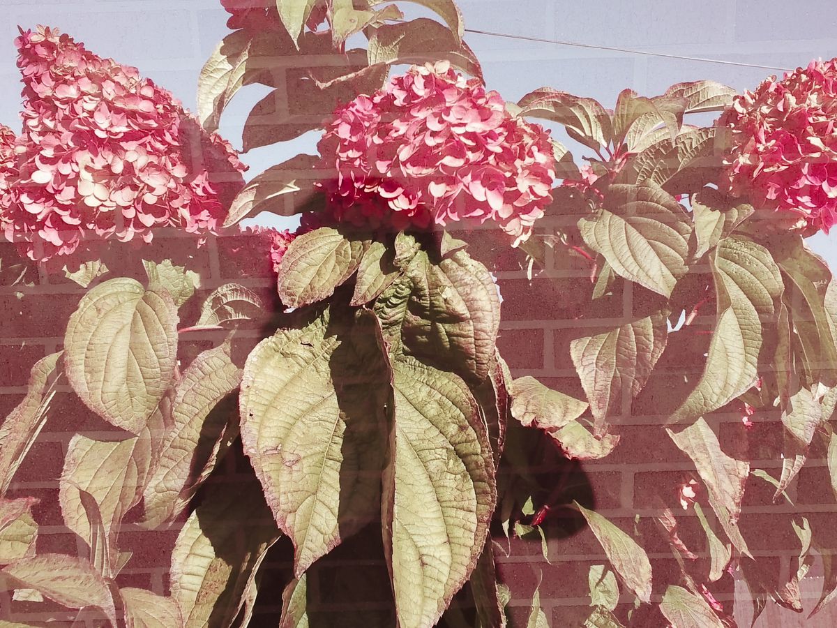 A sample image taken with the Instax Mini Evo 2
