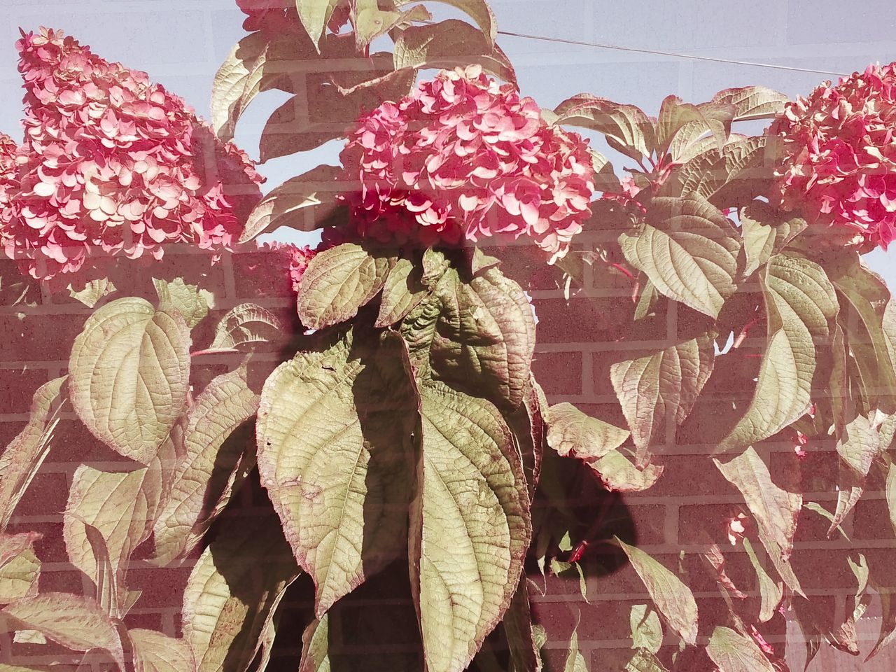 A sample image taken with the Instax Mini Evo 2
