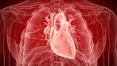 Illustration of the human heart.
