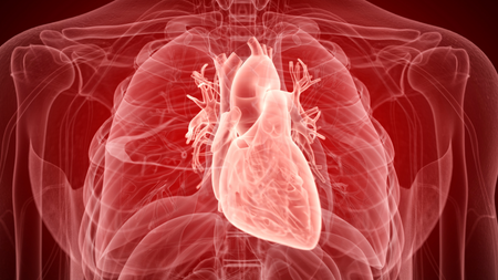 Illustration of the human heart.
