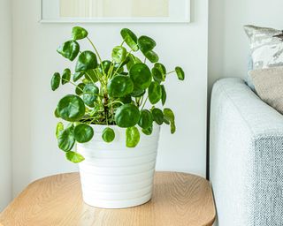 Chinese money plant in a white pot next to a gray sofa