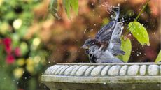 Bird splashing in stone bird bath