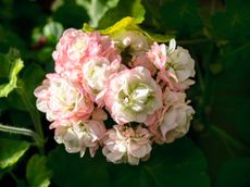 The flamboyant flowers of pelargoniums, such as ‘Appleblossom Rosebud’, will light up the garden throughout the summer.