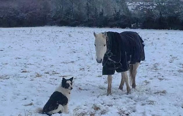 Horses in the snow