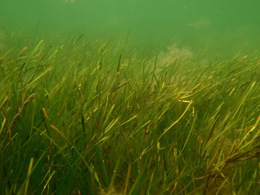 An eelgrass meadow. 