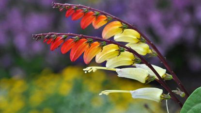  ipomoea lobata