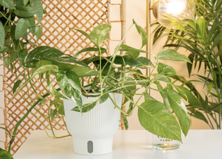 Albo pothos houseplant