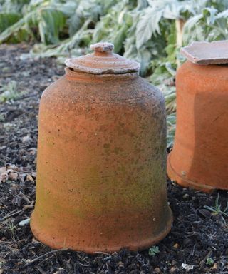 Forcing pots in a winter vegetable garden