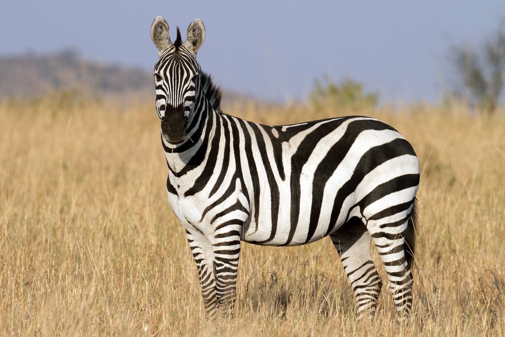 Zebra im Grasland der Serengeti im Morgengrauen in Tansania, Ostafrika.