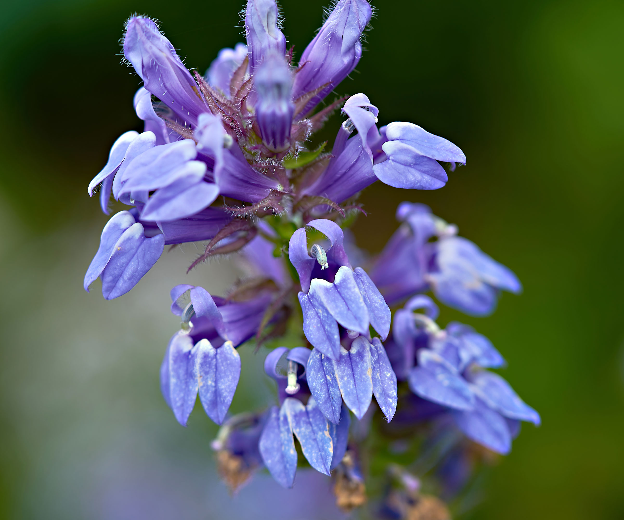 blue cardinal flower head in detail