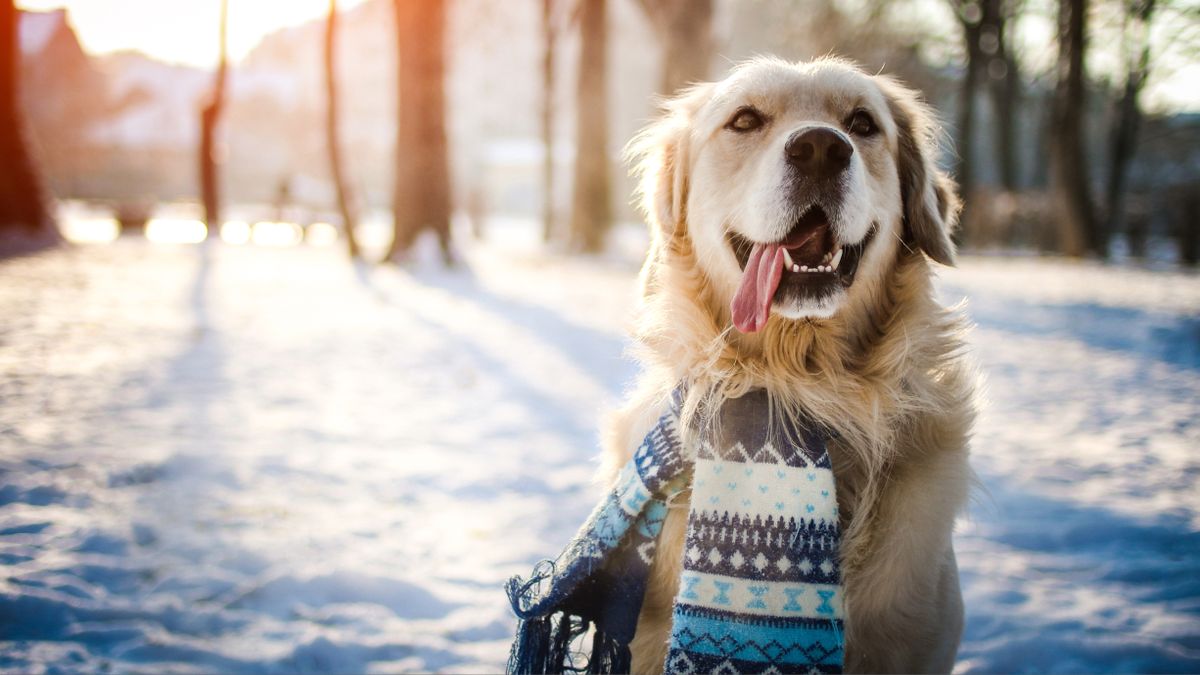 Golden retriever sitting in the snow