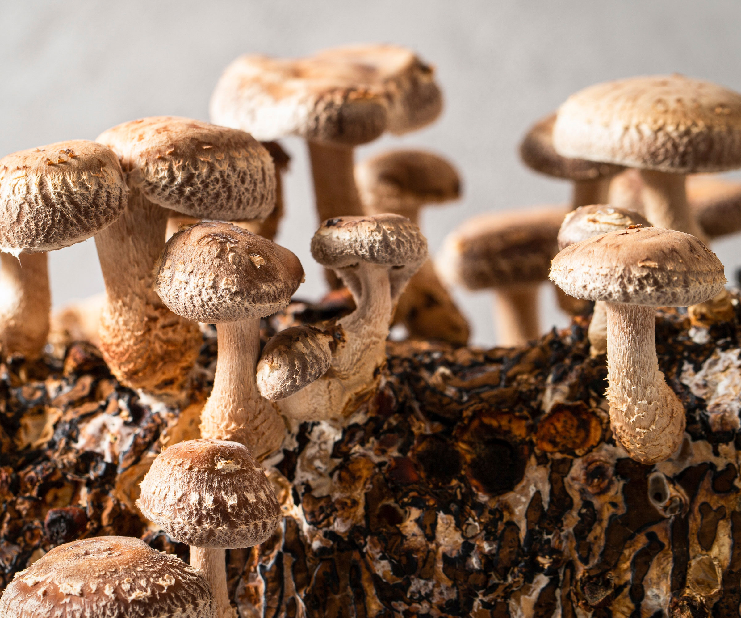 shiitake mushrooms growing on wood