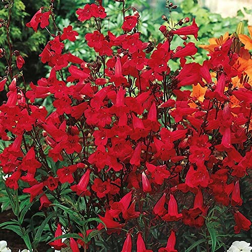 250 Penstemon Flower Seeds Eaton's Red Hummingbird Perennial Beardtongue Firecracker