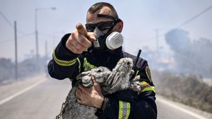 A firefighter rescues a cat and two rabbits from a fire on the Greek island of Rhodes
