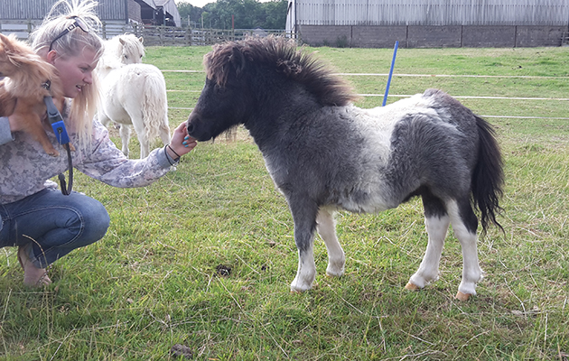 Shetland Pony Grand National