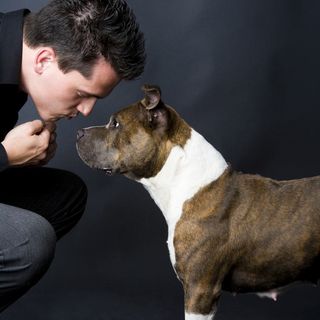 A Staffordshire terrier with its owner.