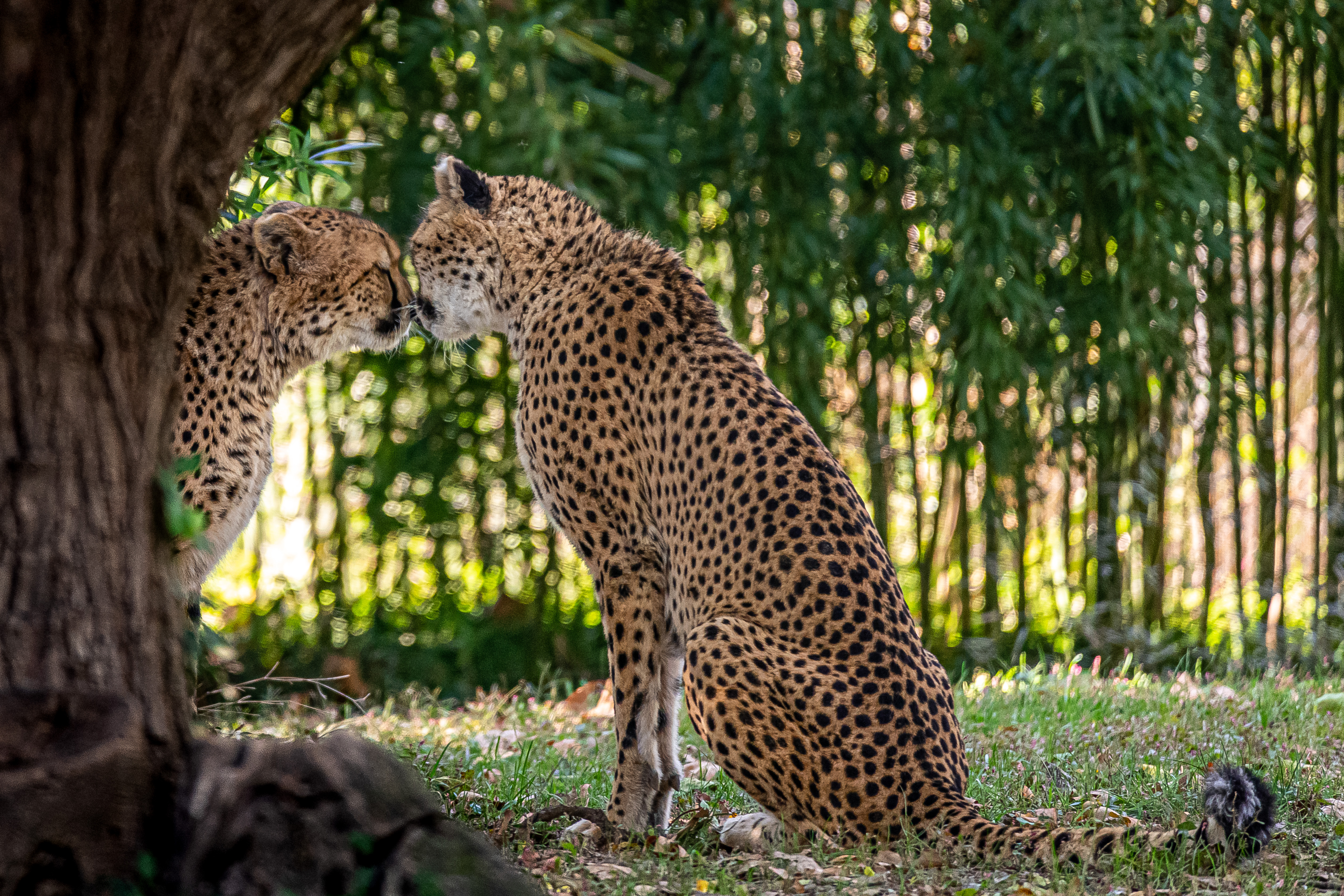 Cheetahs at the Saint Louis Zoo