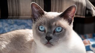 Tonkinese cat with blue eyes