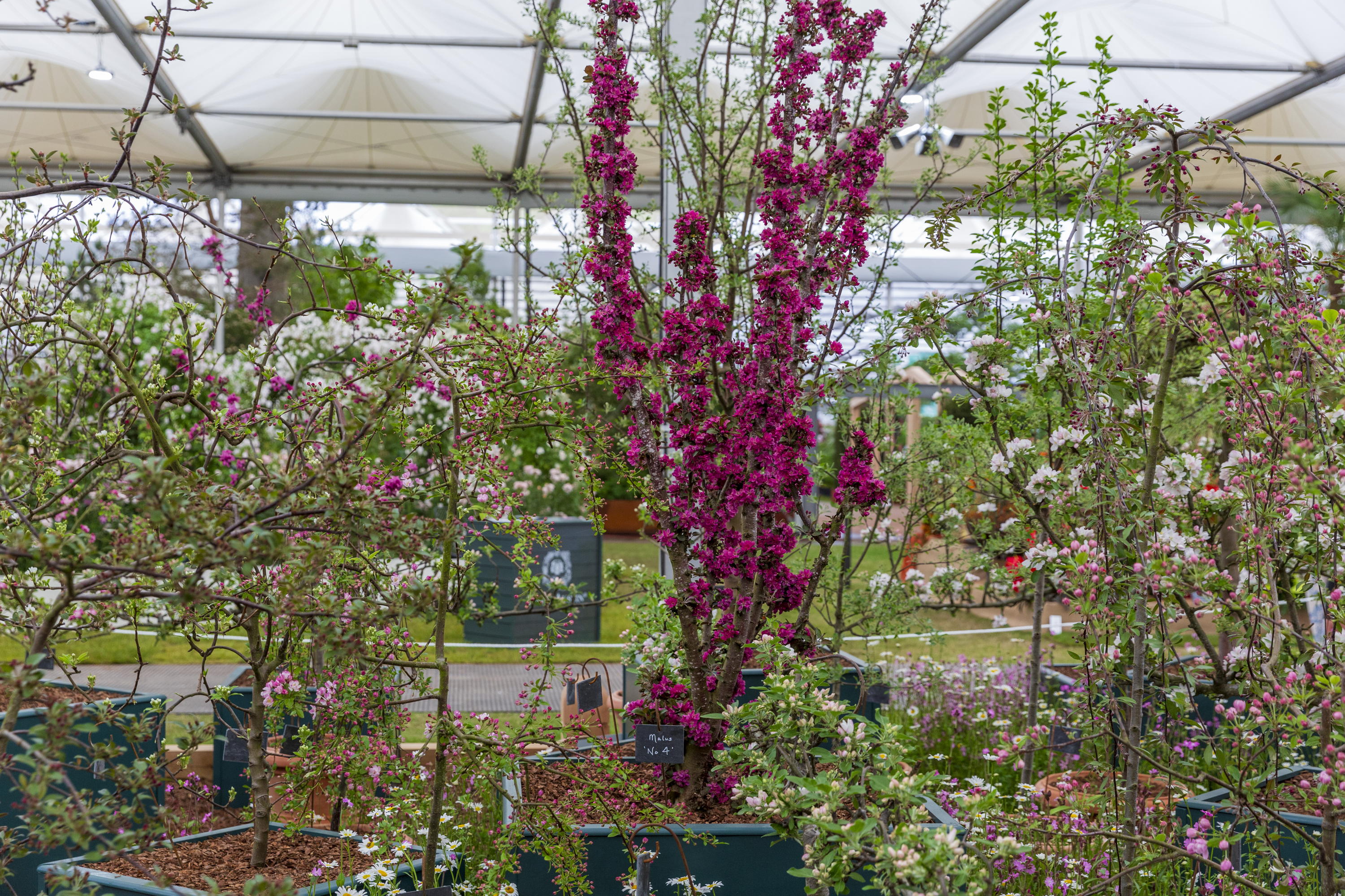 Frank P Matthews in the Grand Pavilion at Chelsea Flower Show 2025