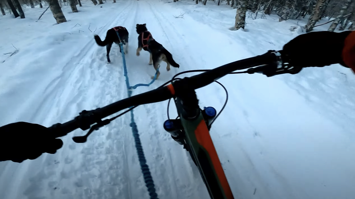 Mountain bike dog sledding – or bikejoring – in the snow 