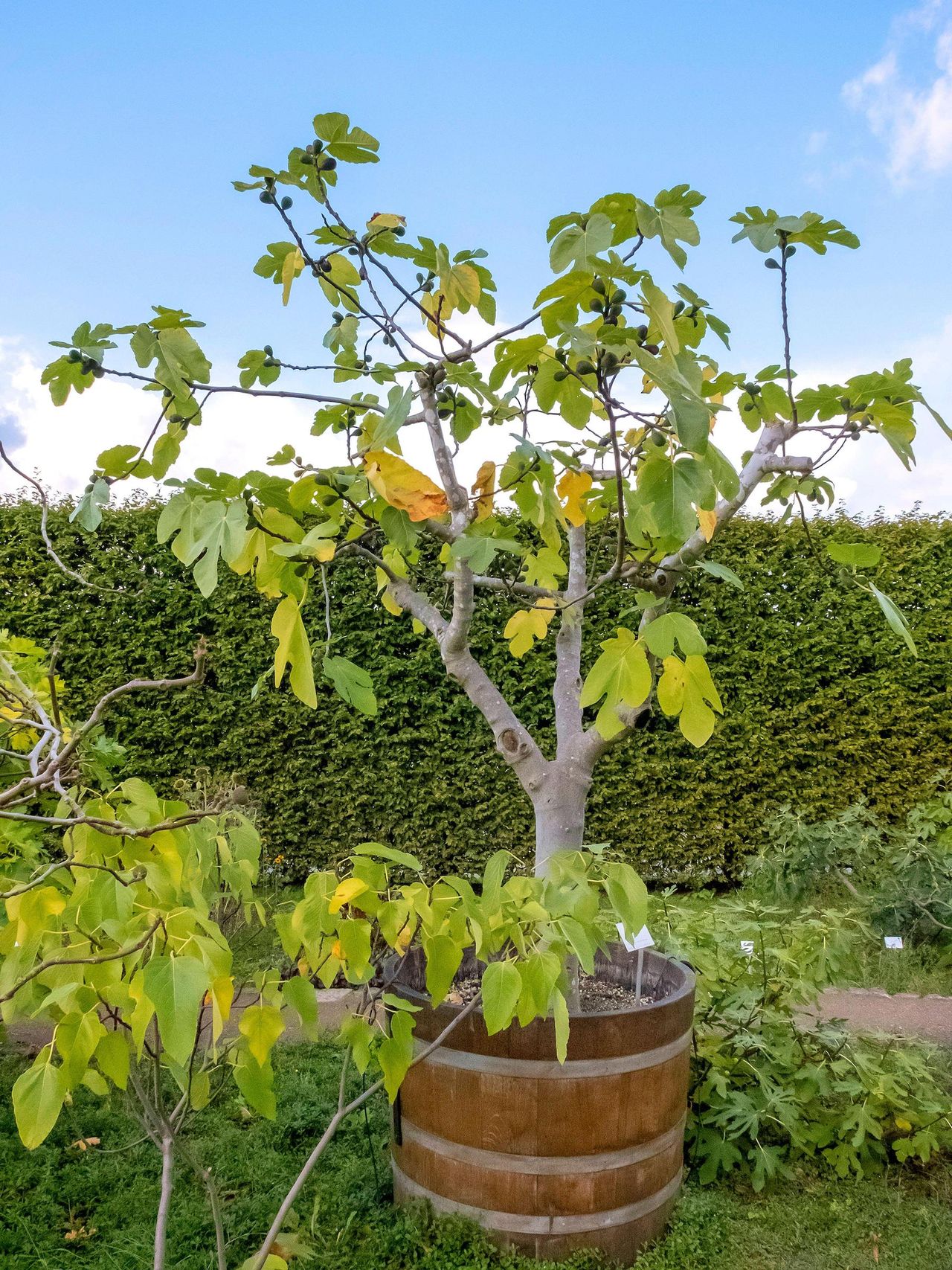 How to grow a fig tree